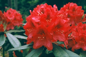 Rhododendron (Azalea) 'Nova Zembla' 